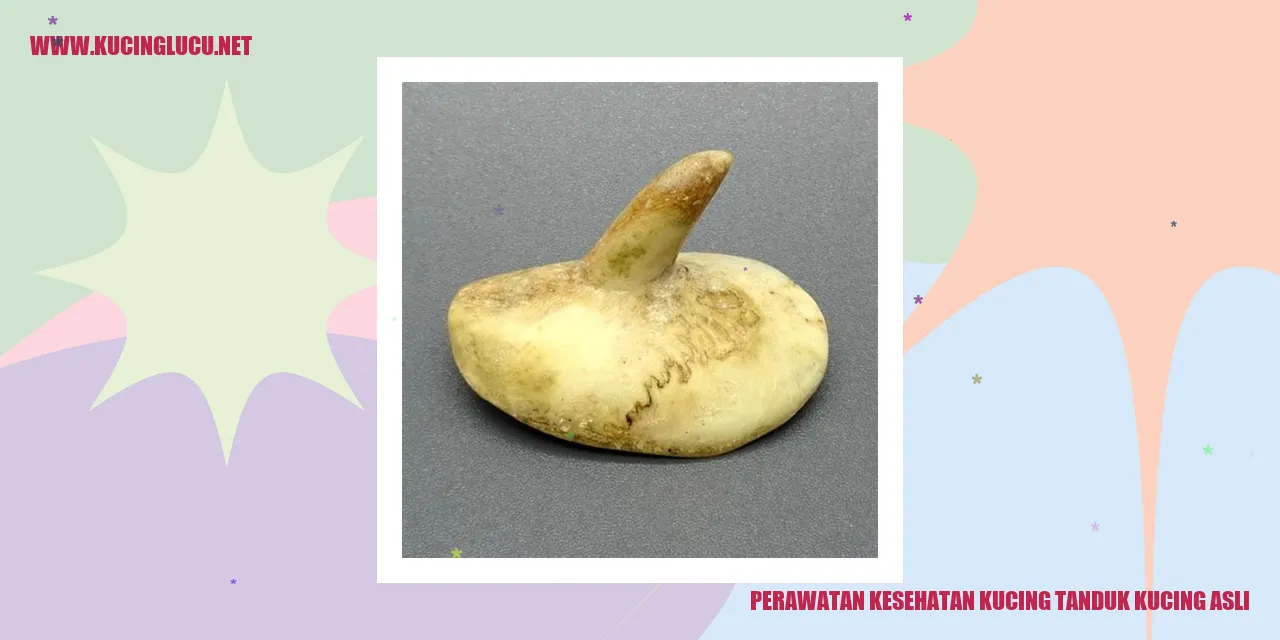 Perawatan Kesehatan Kucing Tanduk Kucing Asli