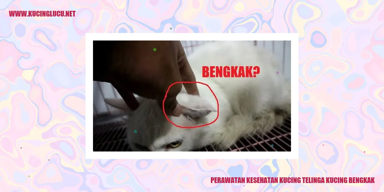 kucing bengkak