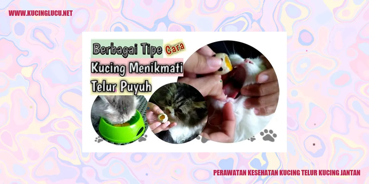 Perawatan Kesehatan Kucing Jantan