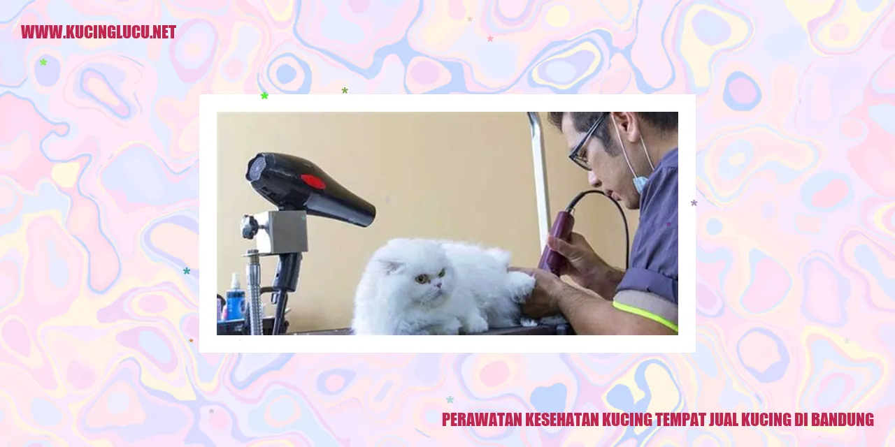 Perawatan Kesehatan Kucing di Tempat Penjualan Kucing di Bandung