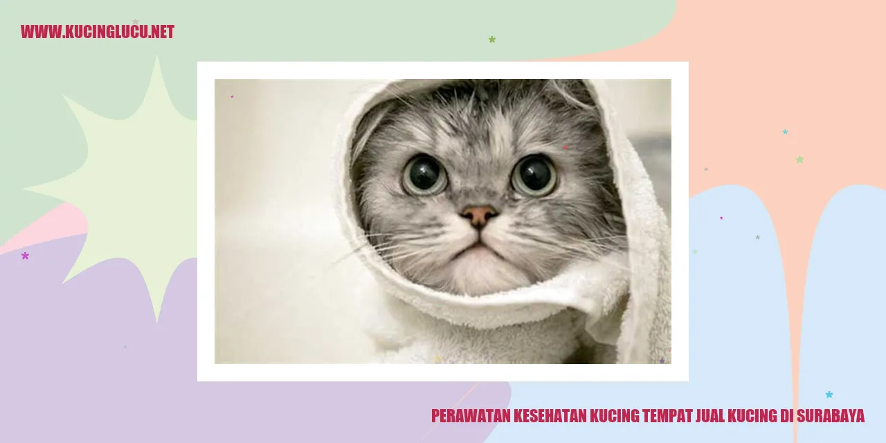 Perawatan Kesehatan Kucing tempat jual kucing di surabaya