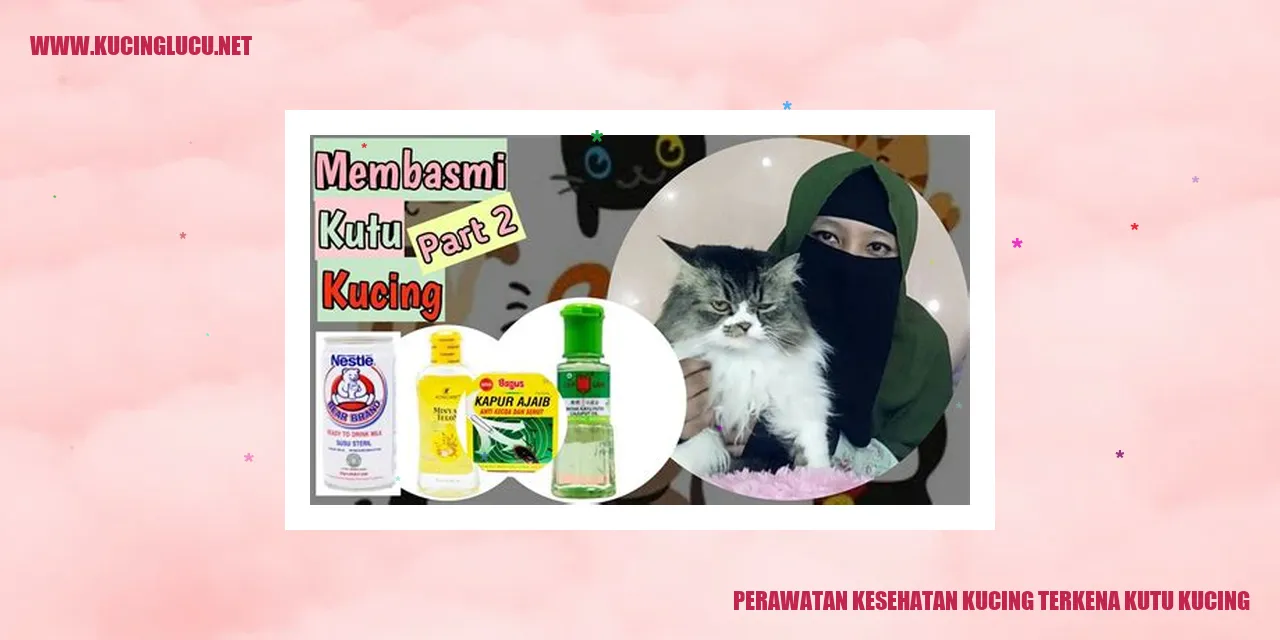Kucing terkena kutu