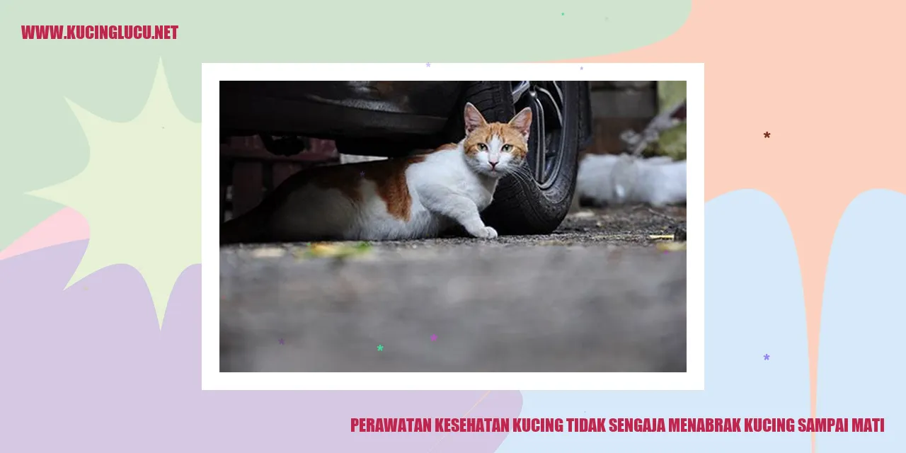 Perawatan Kesehatan Kucing tidak sengaja menabrak kucing sampai mati