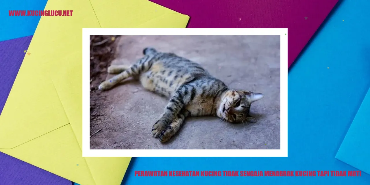 Perawatan Kesehatan Kucing tak sengaja tabrak tapi nggak mati