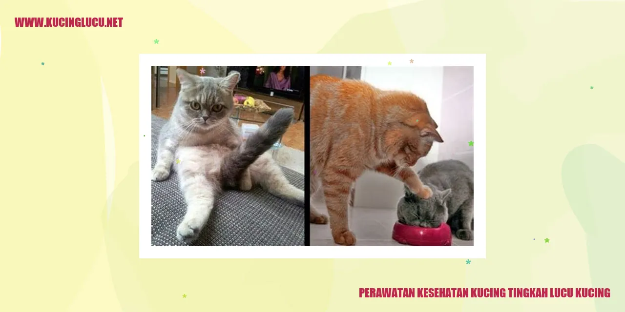 Foto Kucing Menggemaskan