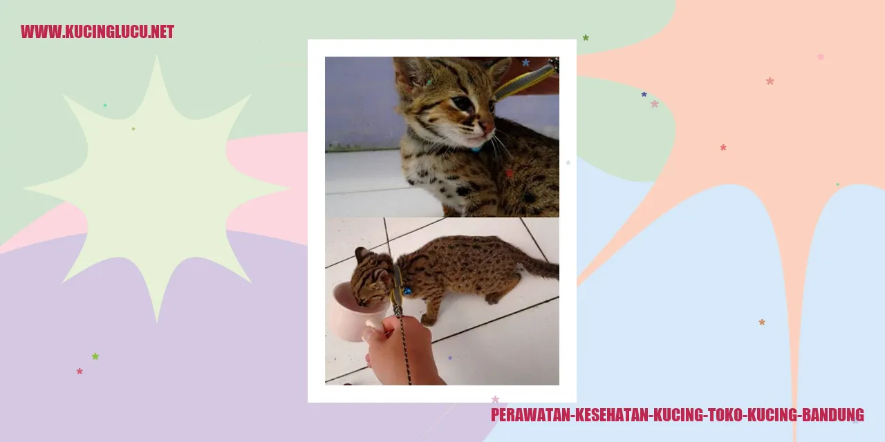 Perawatan Kesehatan Kucing