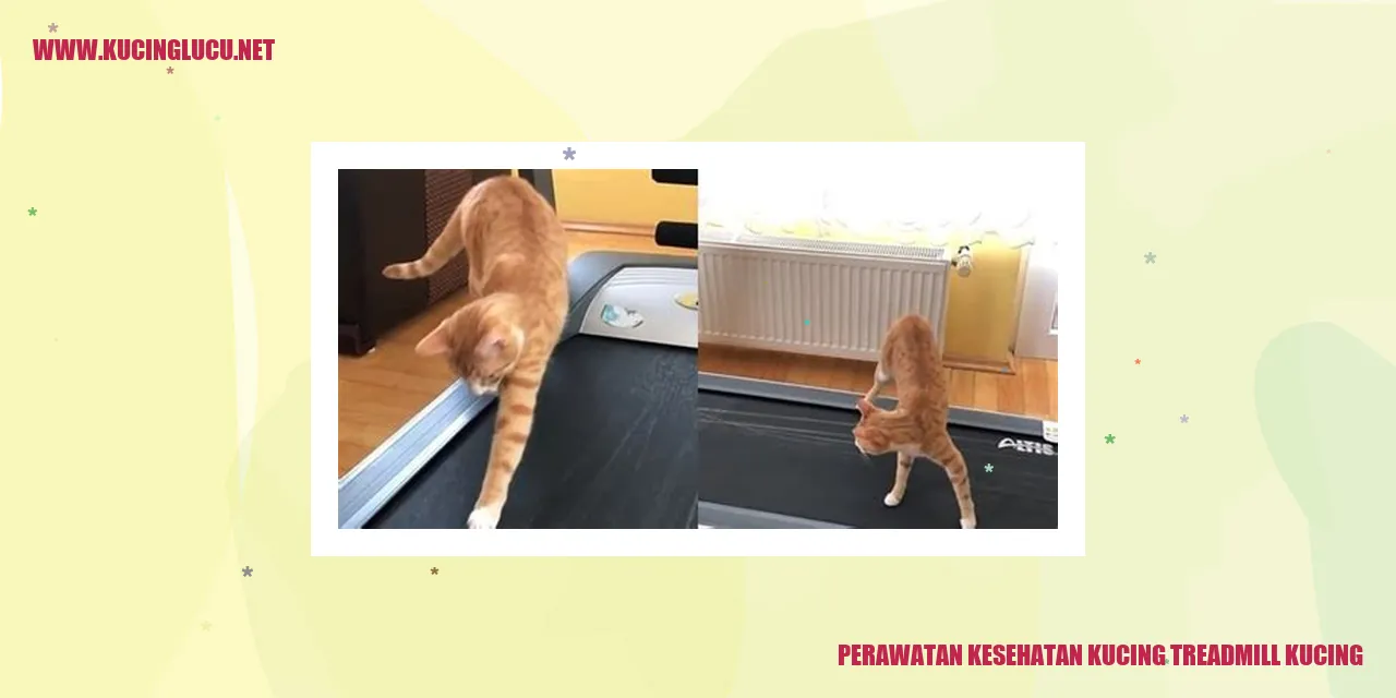 Perawatan Kesehatan Kucing Treadmill Kucing