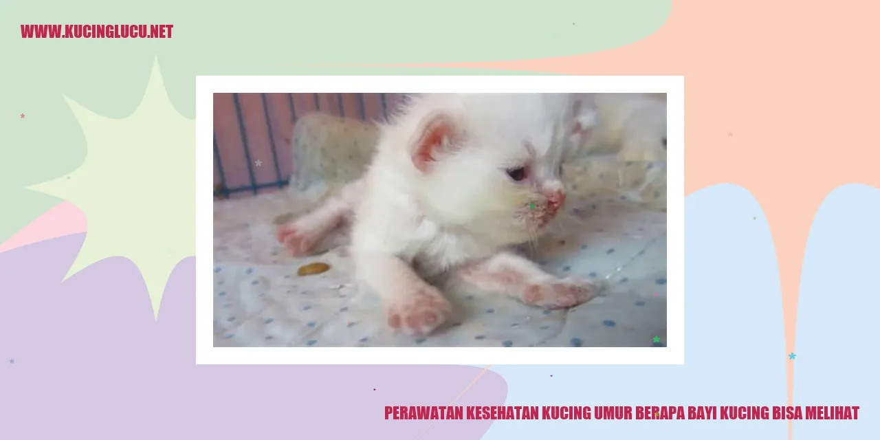 gambar kucing yang lucu