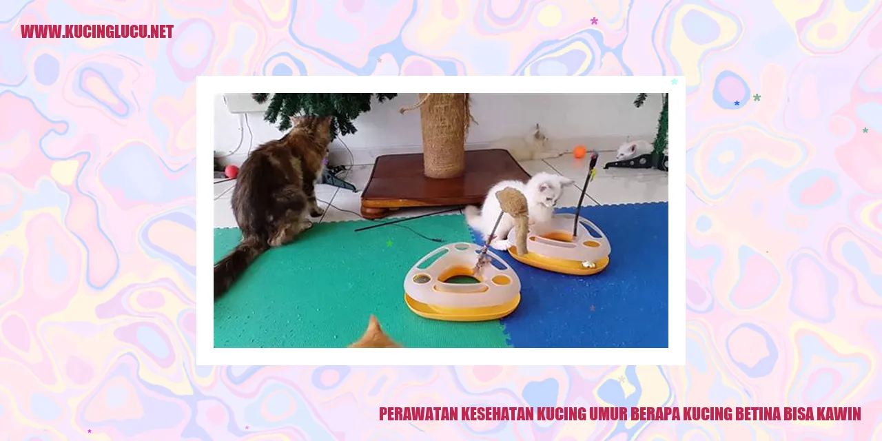 Perawatan Kesehatan Kucing