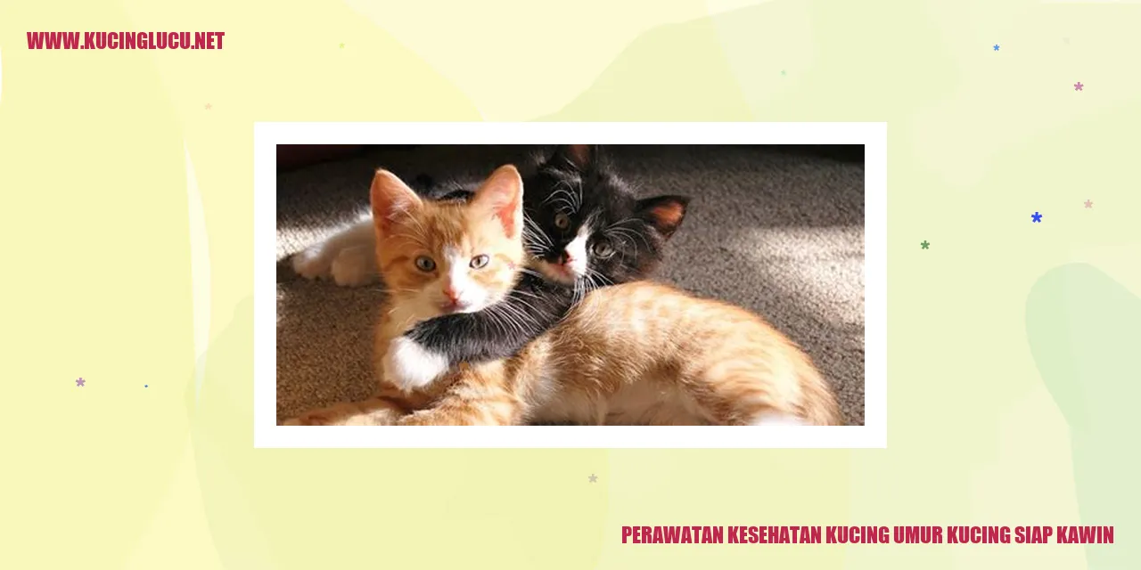 Perawatan Kesehatan Kucing Siap Kawin