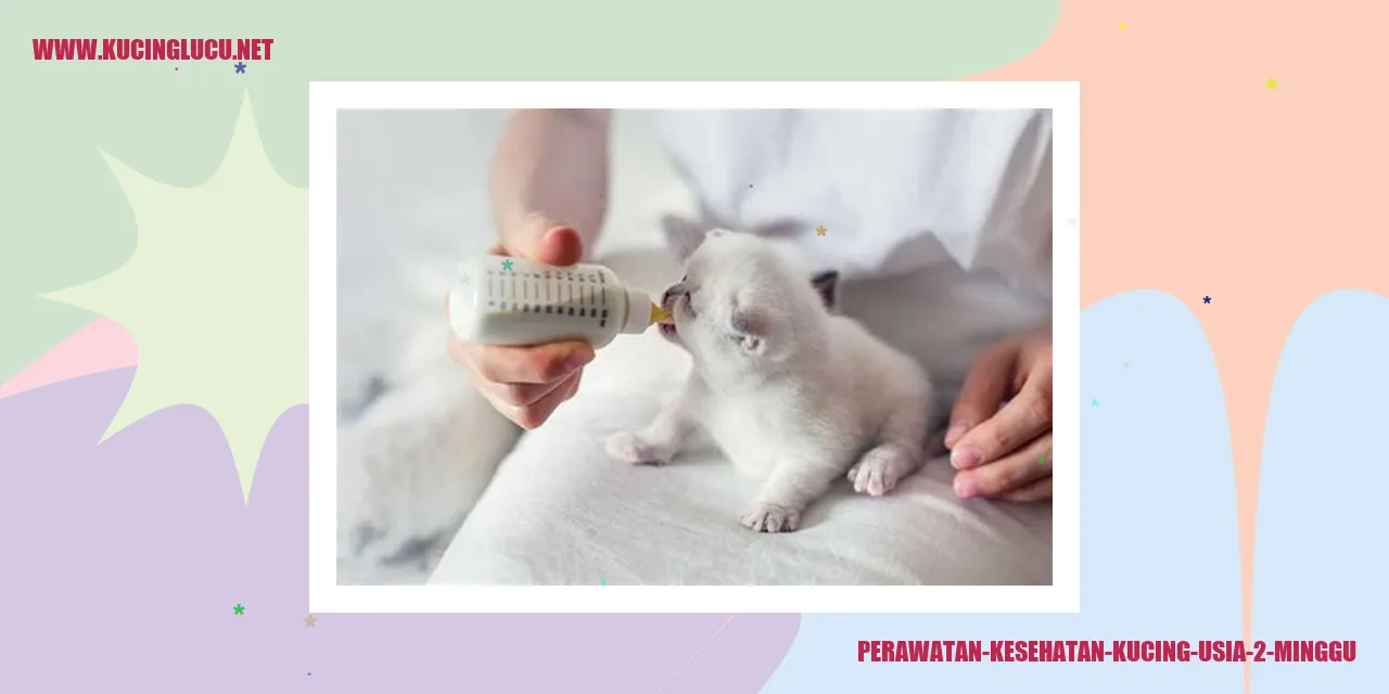 Perawatan Kesehatan Kucing Usia 2 Minggu