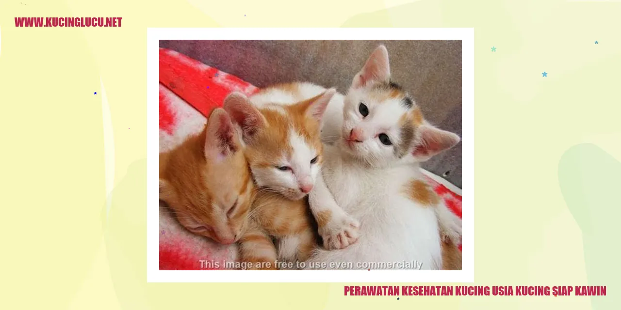 Perawatan Kesehatan Kucing