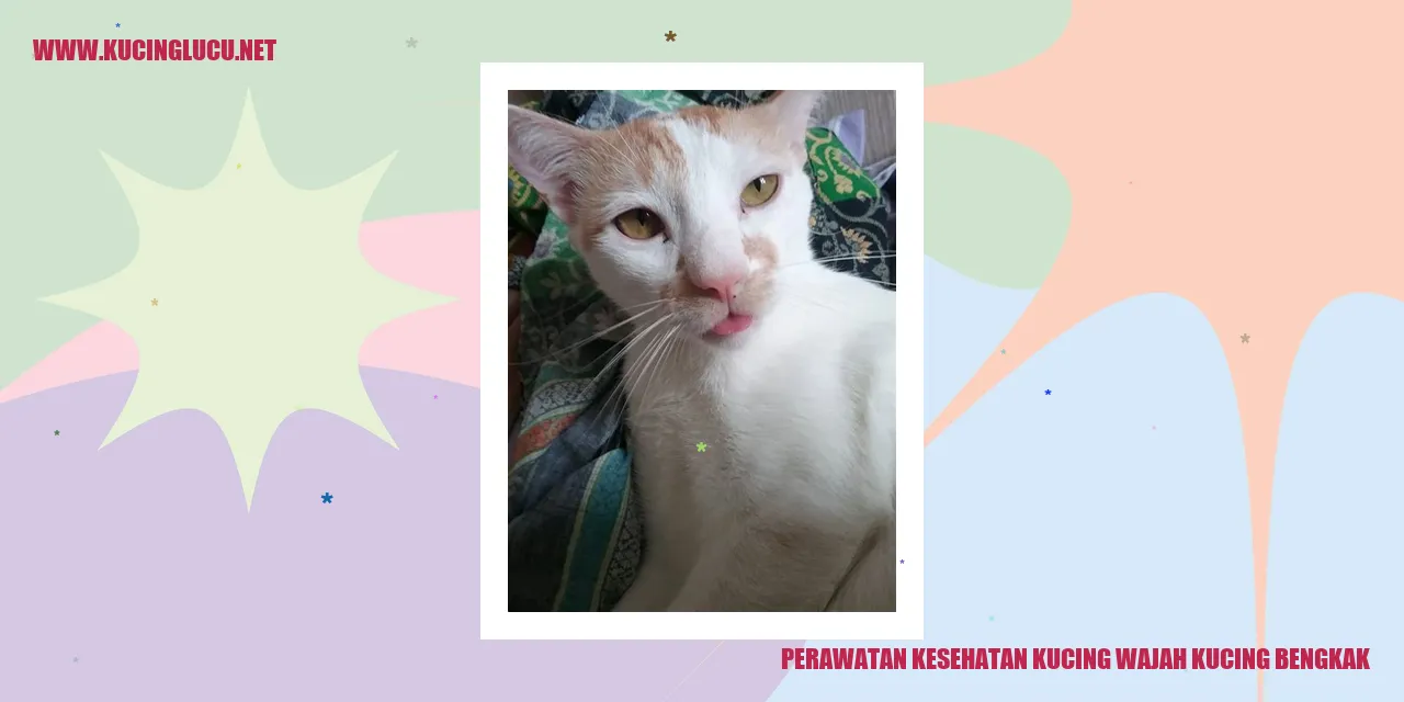 Wajah Kucing Bengkak