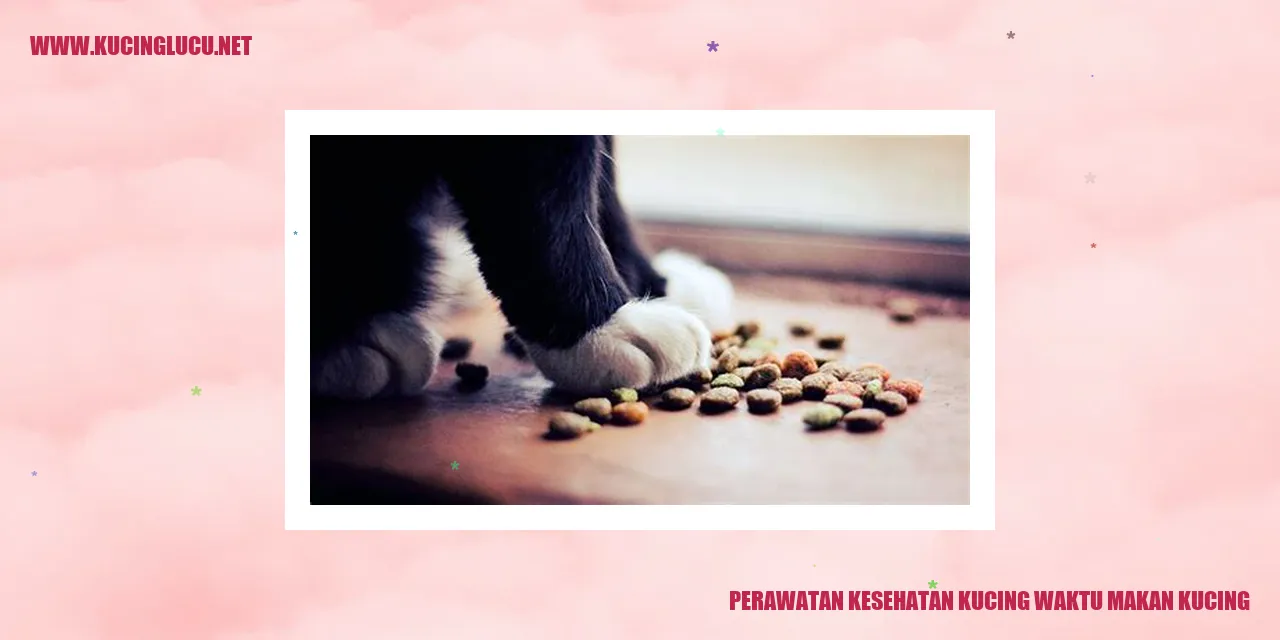 Perawatan Kesehatan Kucing waktu makan kucing