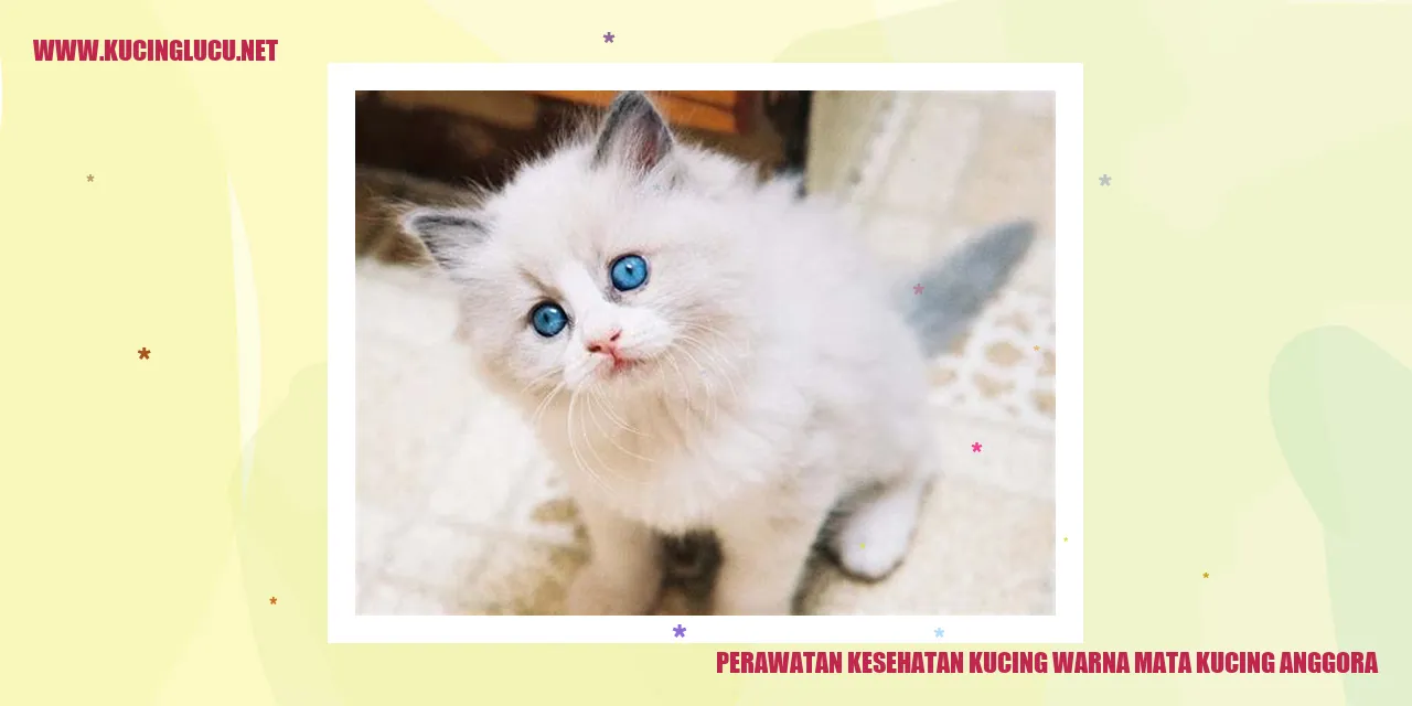 Kucing Anggora yang Cantik