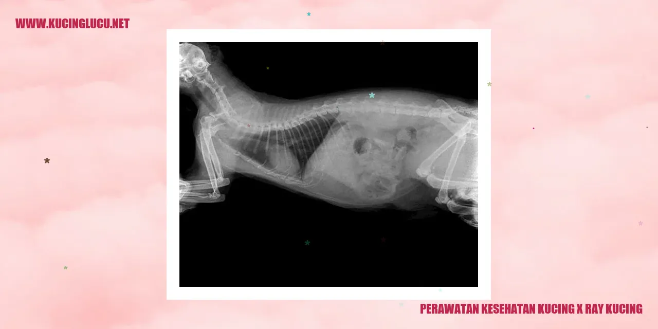 Perawatan Kesehatan Kucing