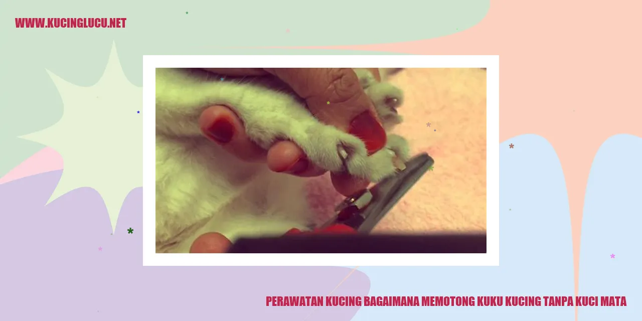 Perawatan Kuku Kucing
