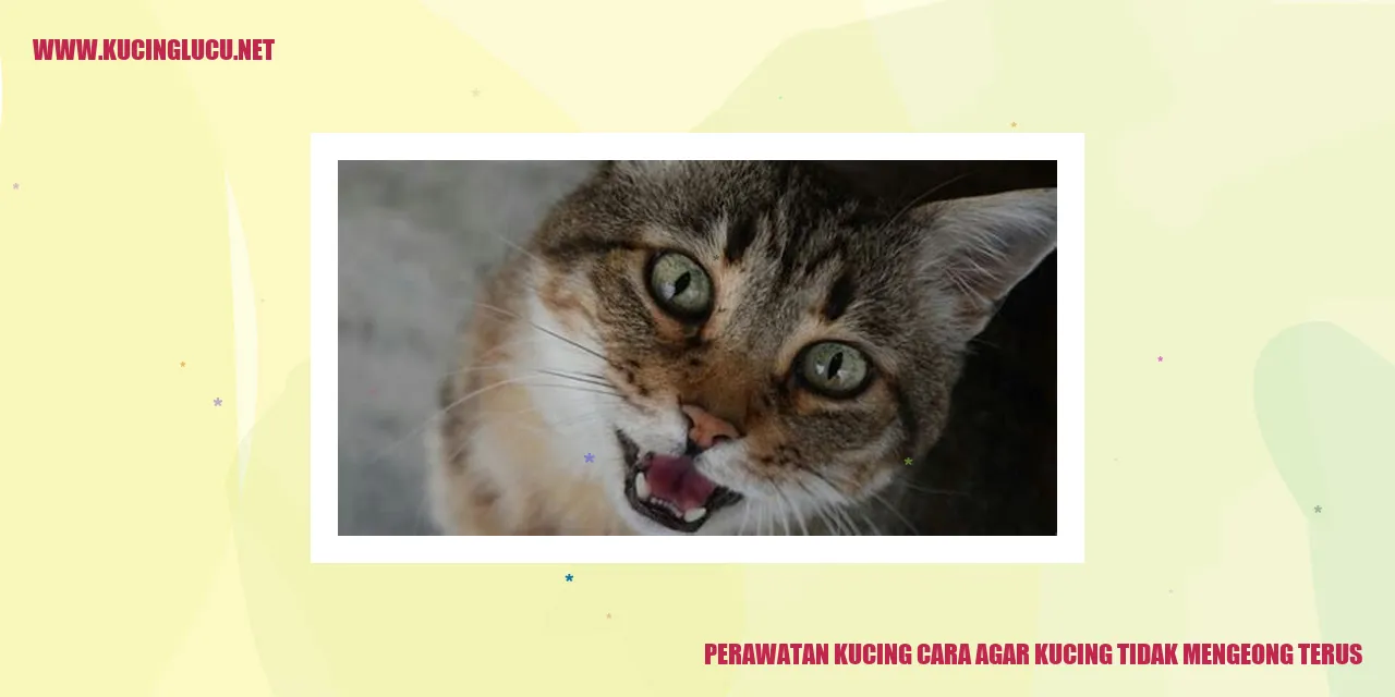 Gambar Kucing yang Lucu