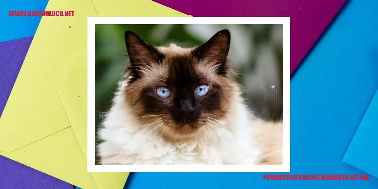 Mejaga Kesehatan Kucing Himalaya Betina