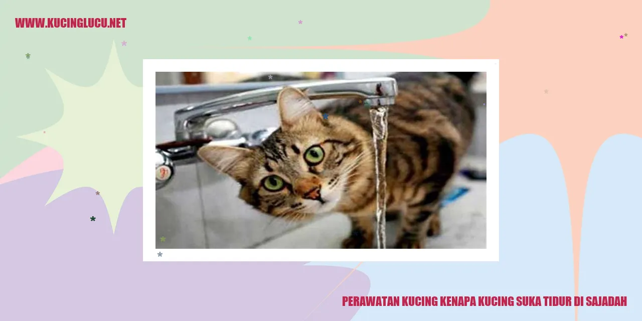 Kucing Tidur di Sajadah