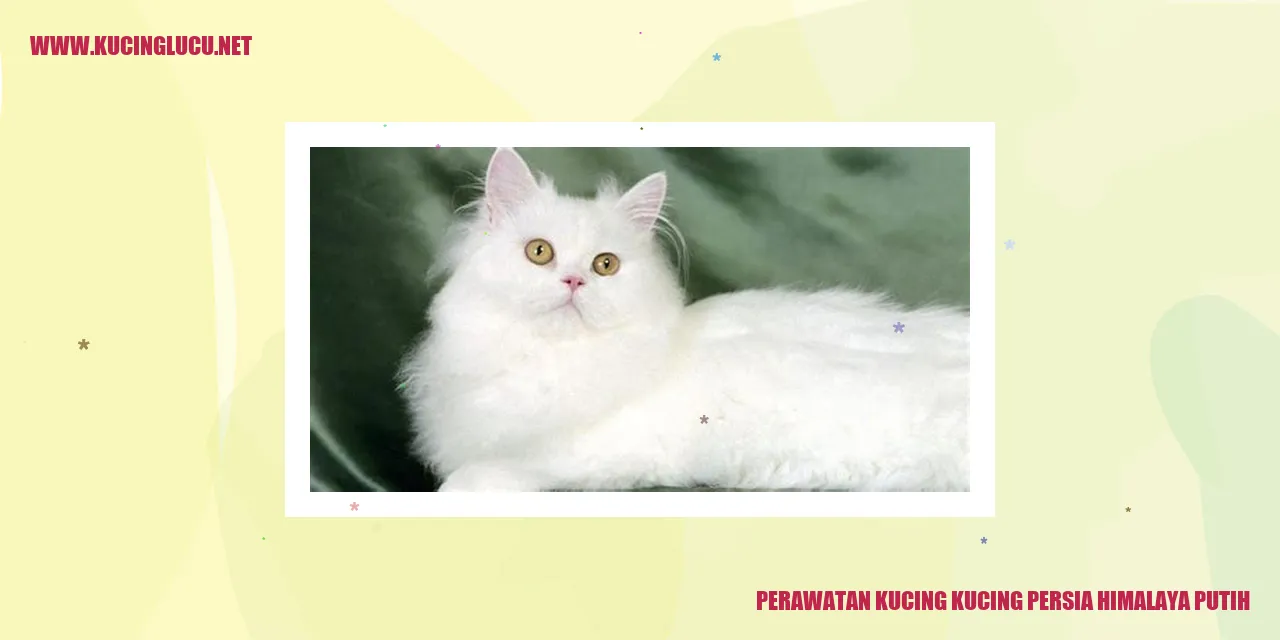 Gambar Kucing Persia Himalaya Putih