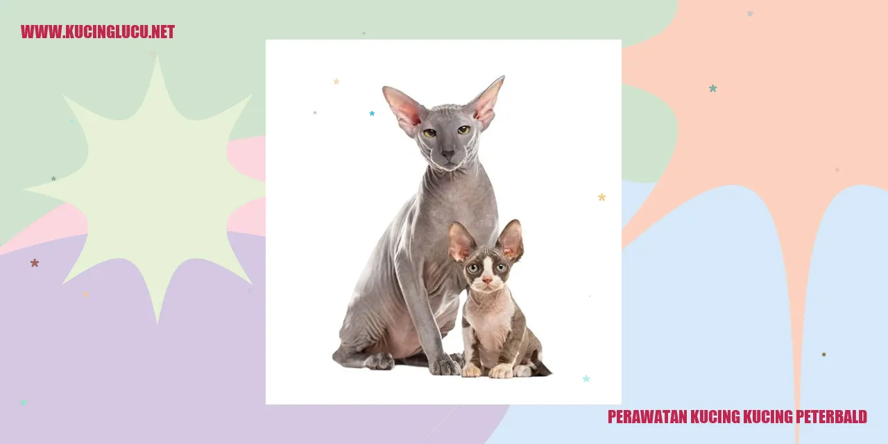 Perawatan Kesehatan Kucing Peterbald