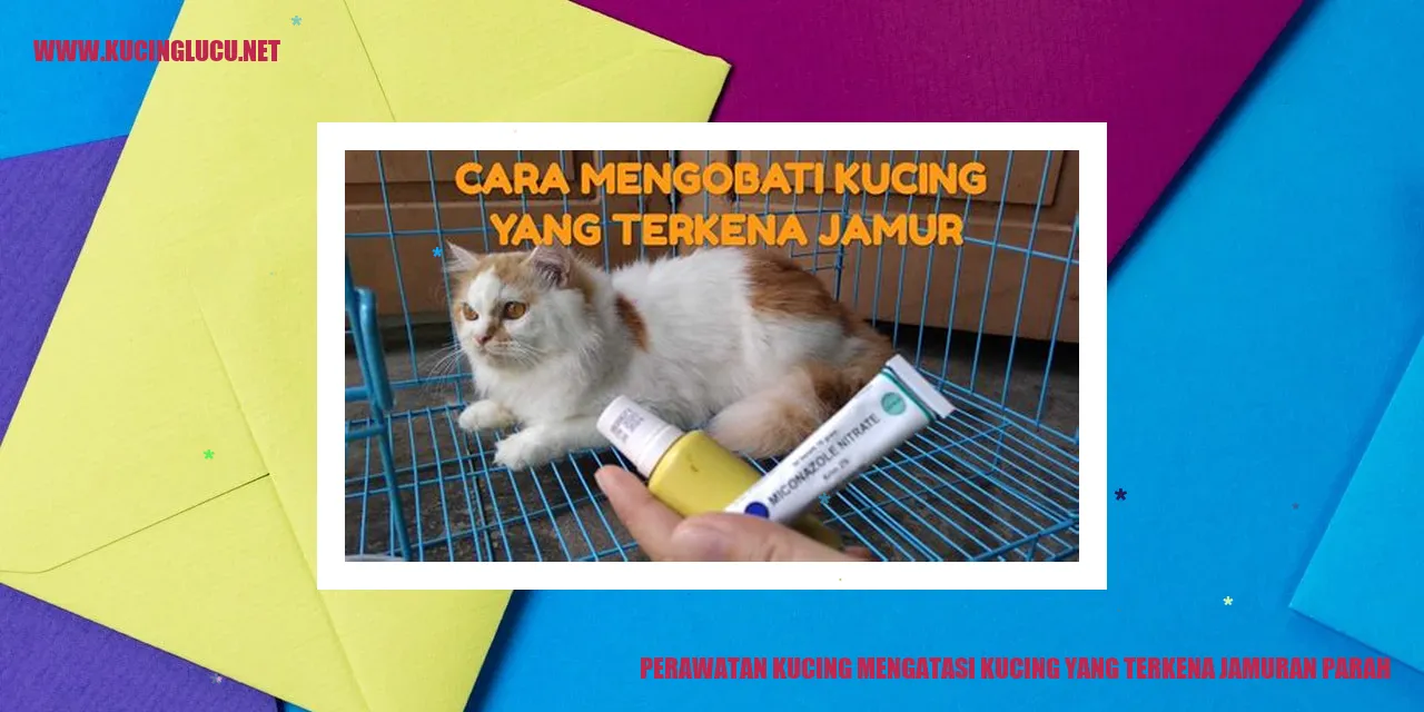Perawatan Kucing Mengatasi Kucing yang Terkena Jamuran Parah