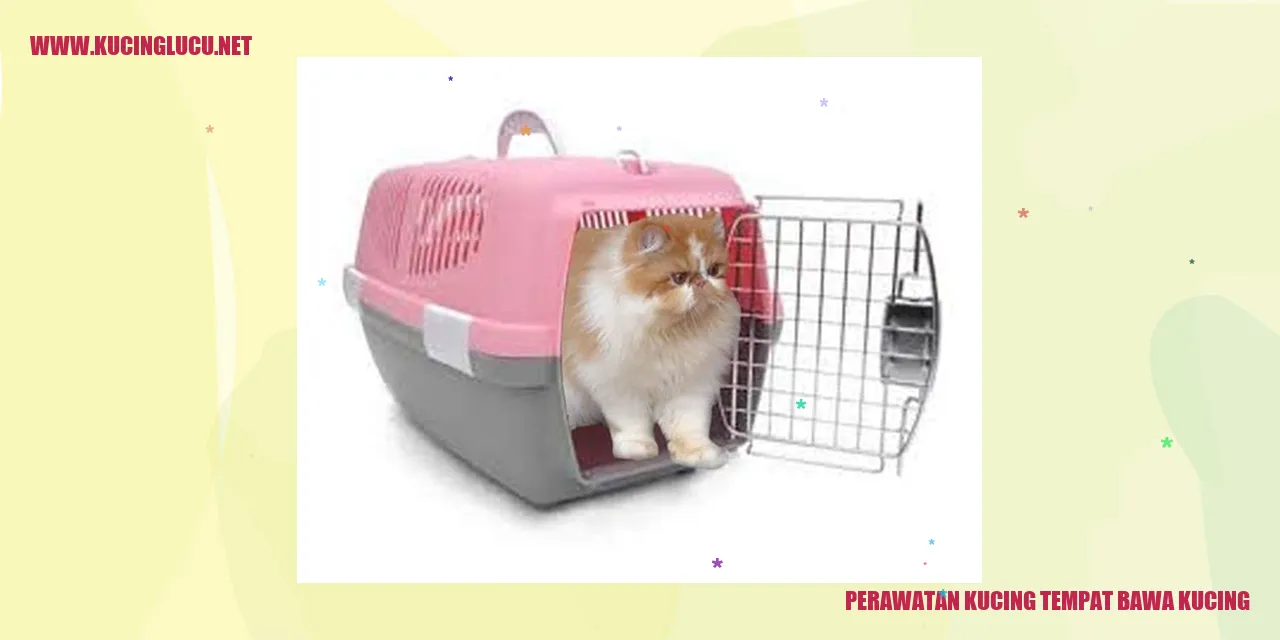 Perawatan Kesehatan Kucing tempat bawa kucing