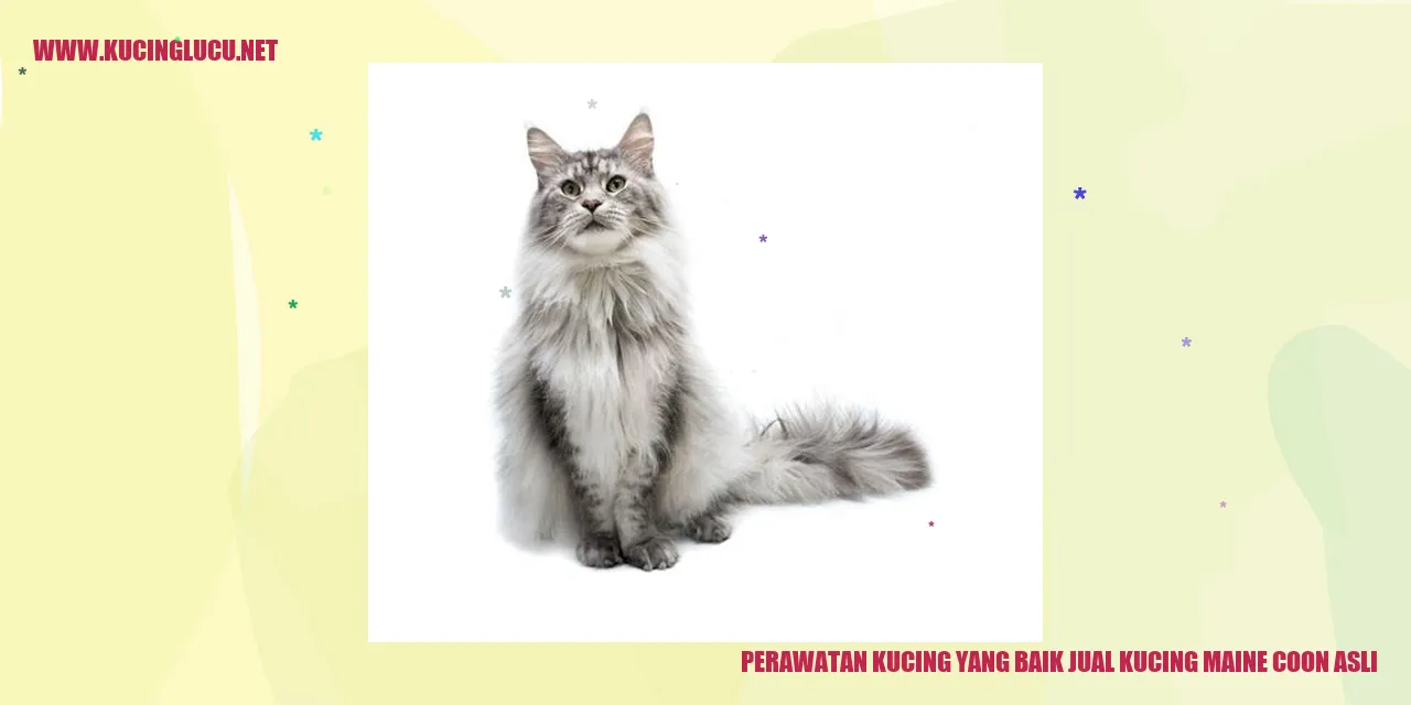 Foto Kucing Maine Coon
