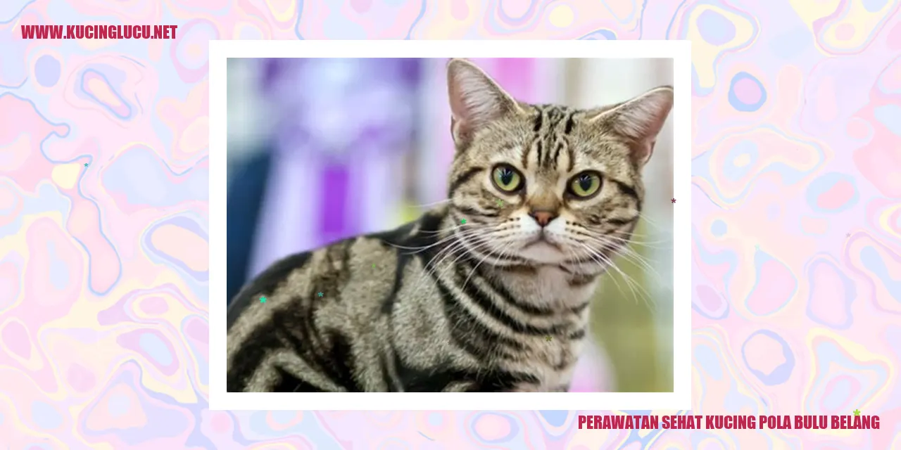 Kucing dengan pola bulu belang