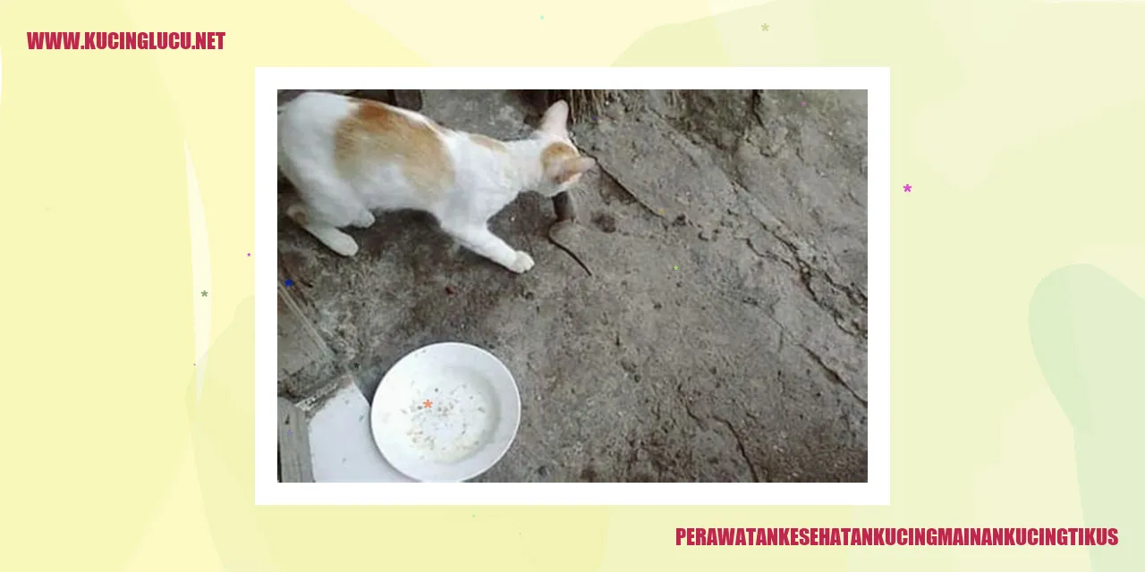 Perawatan Kesehatan Kucing Mainan Kucing Tikus
