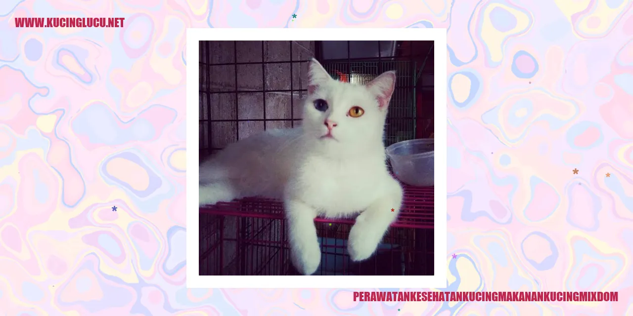 Perawatan Kesehatan Kucing Makanan Kucing Mixdom