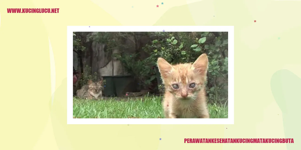 Kucing mengalami kebutaan