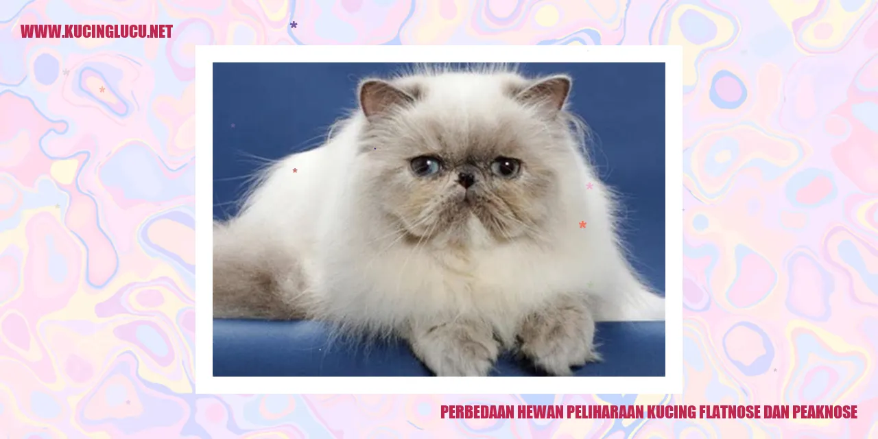 Perbedaan kucing flatnose dan peaknose