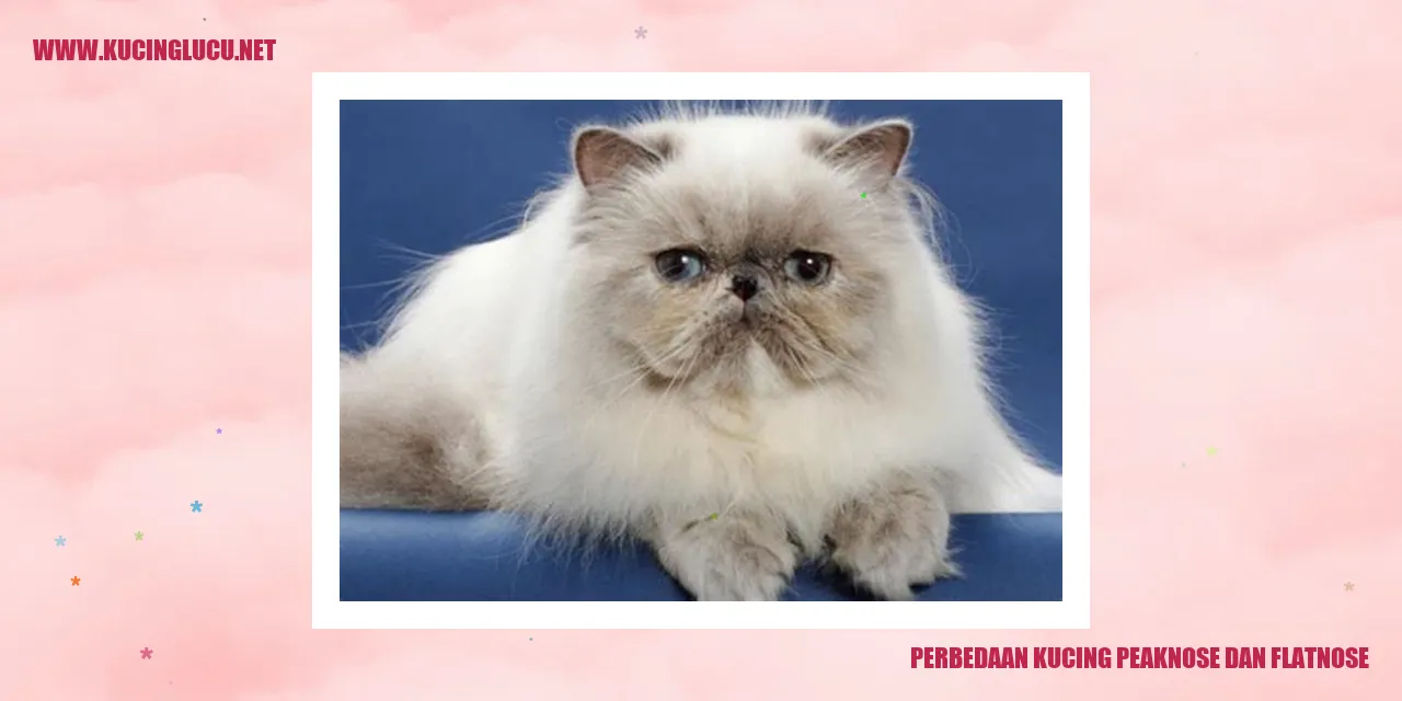 Kucing Peaknose dan Flatnose