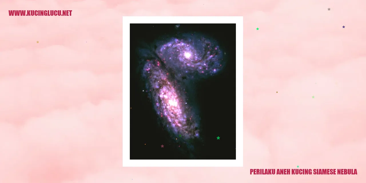 Kucing Siamese Nebula