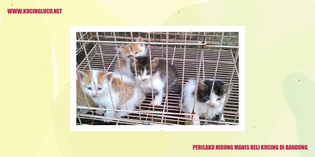 Perilaku Hewan Kucing saat Membeli di Bandung