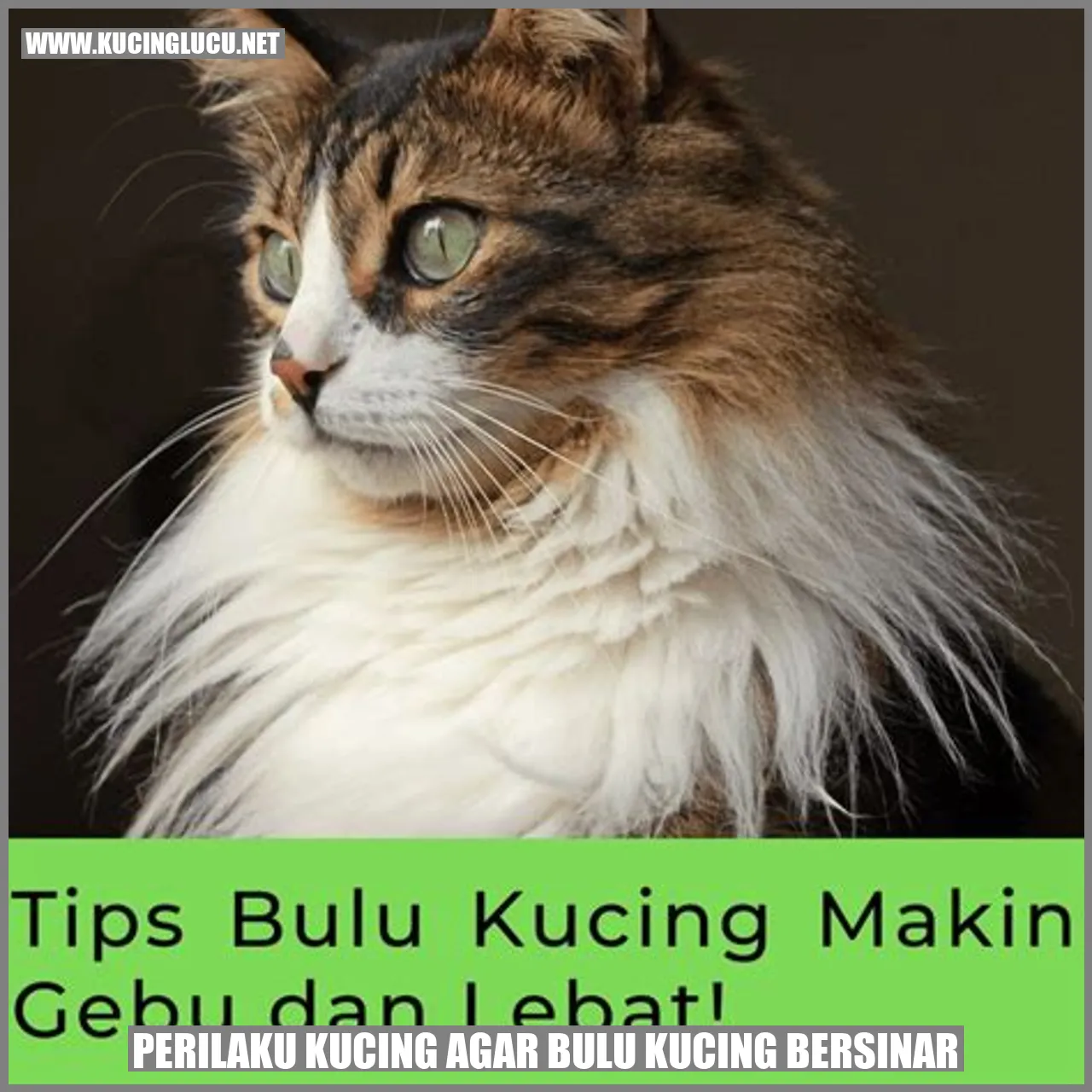Perilaku Kucing agar Bulu Kucing Bersinar