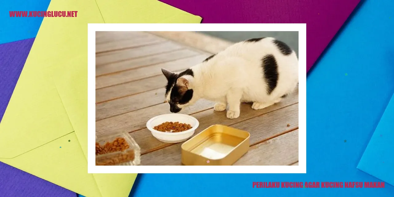 Perilaku Kucing yang Meningkatkan Nafsu Makan