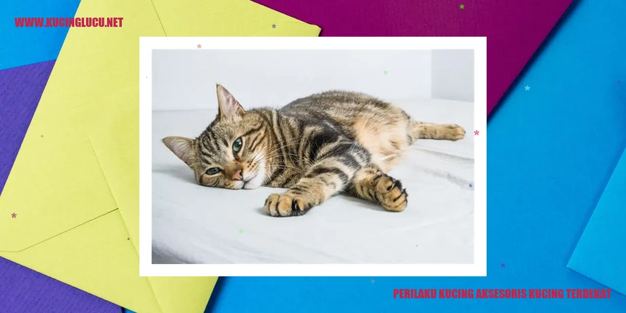 Kucing dengan aksesoris