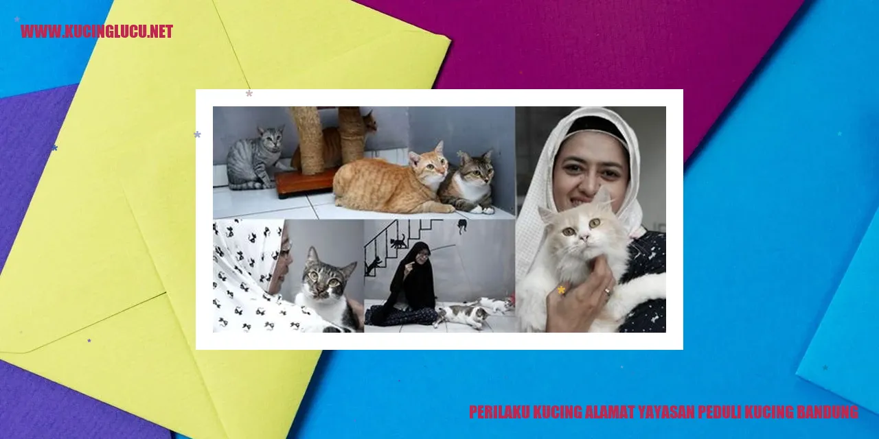 Perilaku Kucing alamat yayasan peduli kucing bandung
