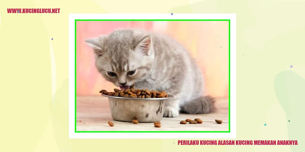 Perilaku Kucing alasan kucing memakan anaknya