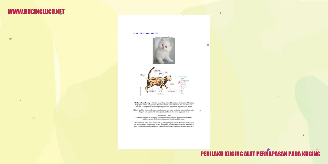 Gambar Kucing