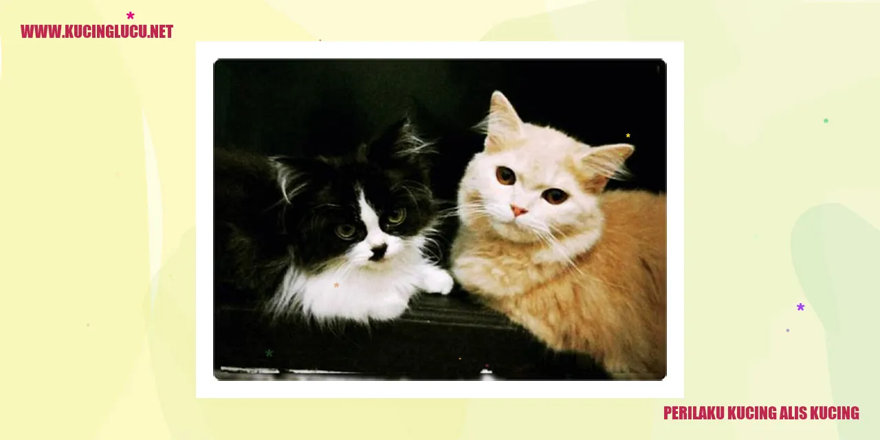 Perilaku Kucing Alis Kucing
