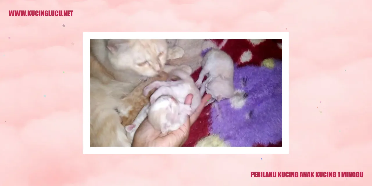 Perilaku Kucing Anak Kucing Usia 1 Minggu
