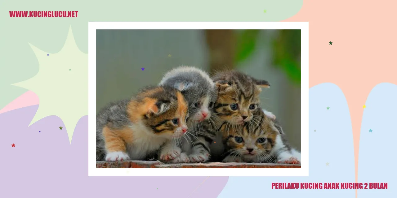 Anak Kucing Menggemaskan