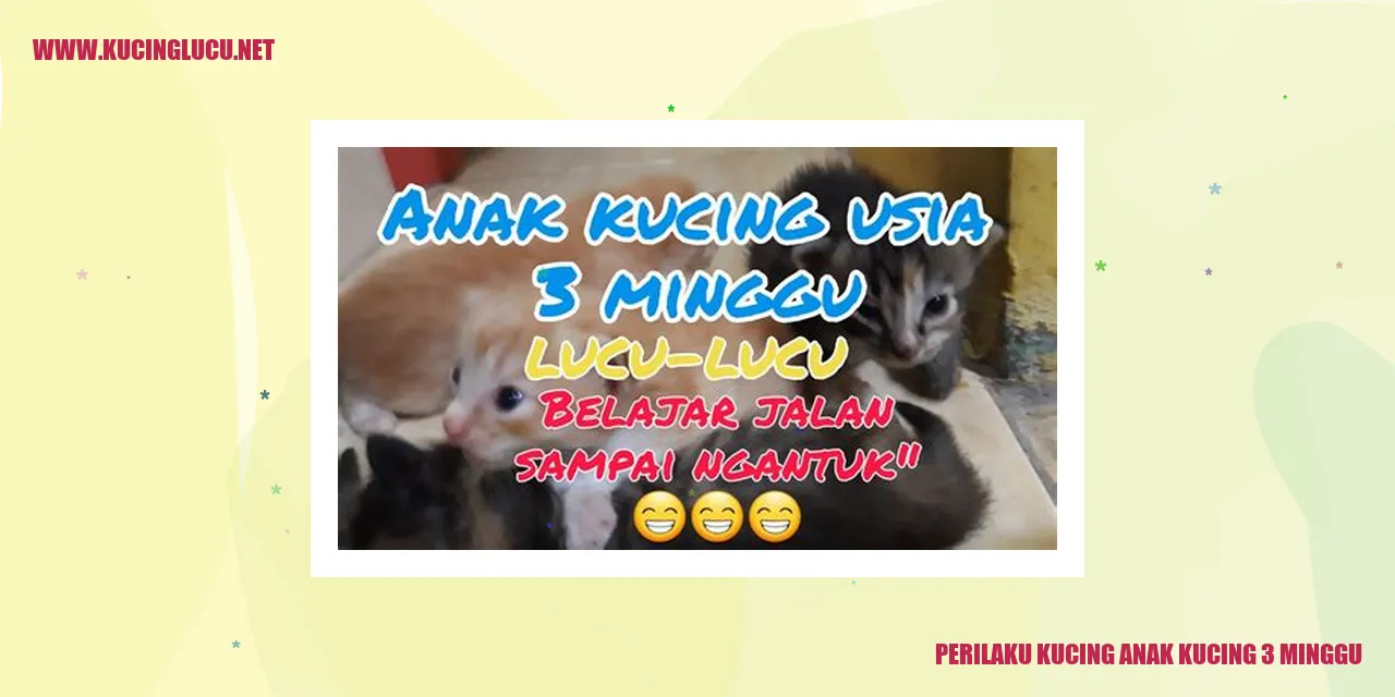 Gambar Lucu Anak Kucing