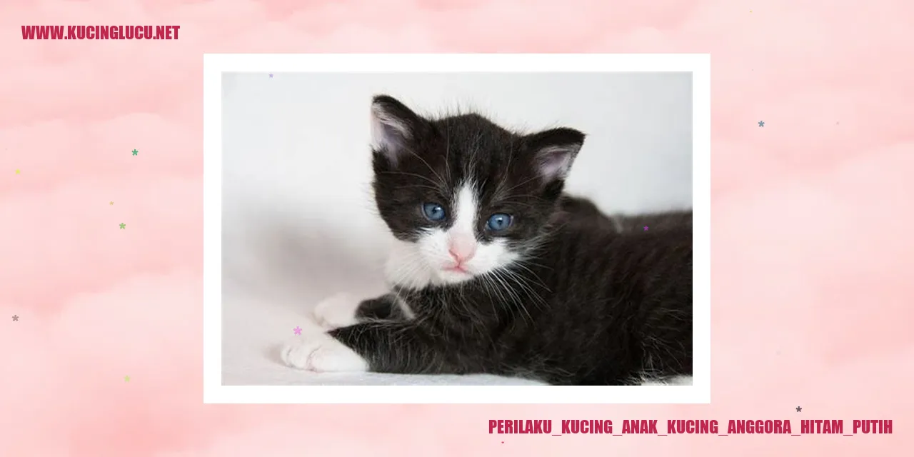 Gambar kucing anggora hitam putih