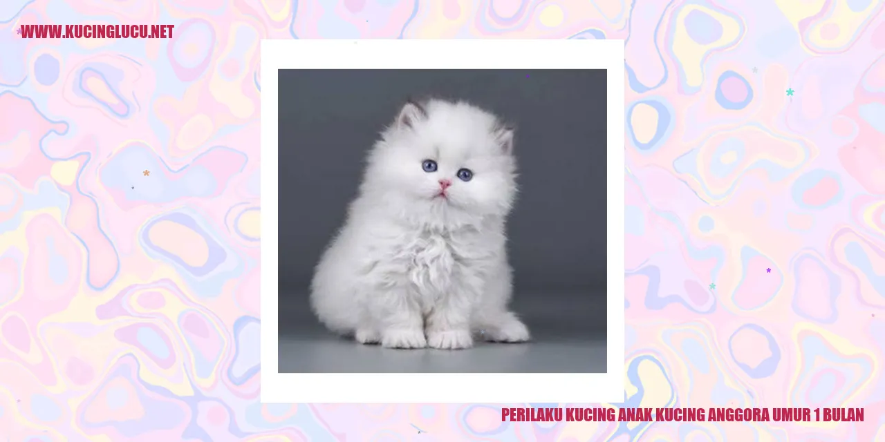 Perilaku Kucing anak kucing anggora umur 1 bulan
