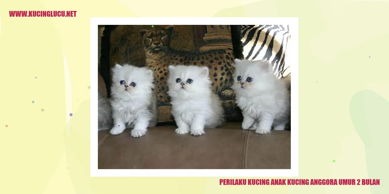 Anak Kucing Anggora Umur 2 Bulan